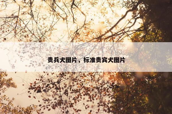 贵兵犬图片，标准贵宾犬图片