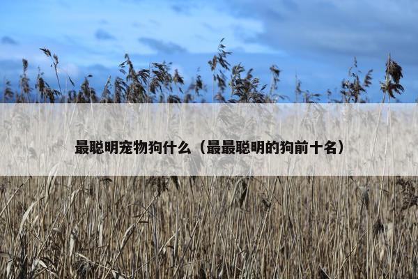 最聪明宠物狗什么（最最聪明的狗前十名）