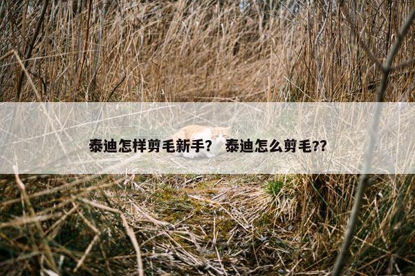 泰迪怎样剪毛新手？ 泰迪怎么剪毛?？