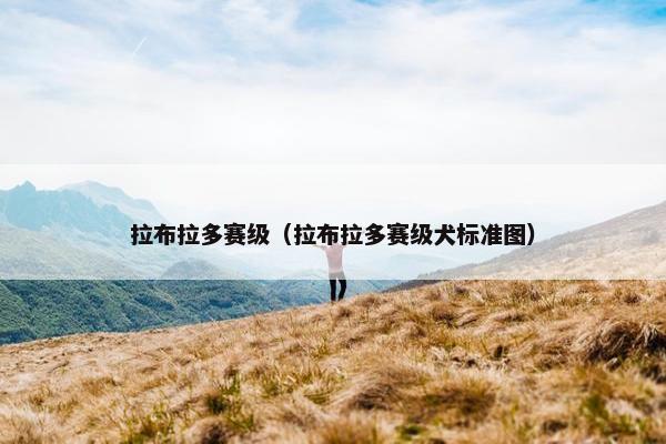 拉布拉多赛级（拉布拉多赛级犬标准图）